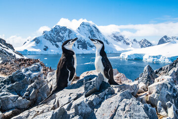 Poster Antarctica Schattige pinguïns op besneeuwde rotsen  © Stanislav