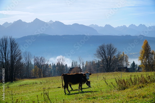 Cow on autumn pasture. Farming outdoor. The Tatra Mountains, Zakopane, Poland. 