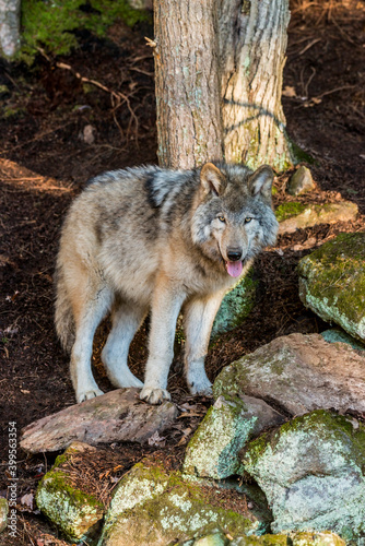 Grey Wolf On Rocks