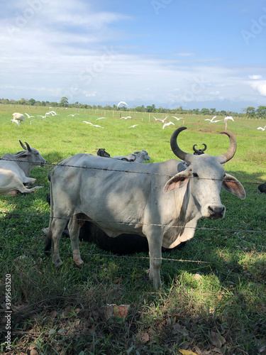 cow in the field