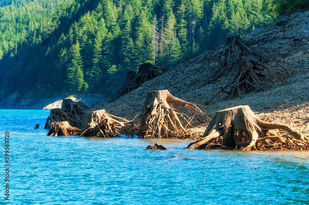 Remnants of trees along shoreline Remnants of trees along shoreline