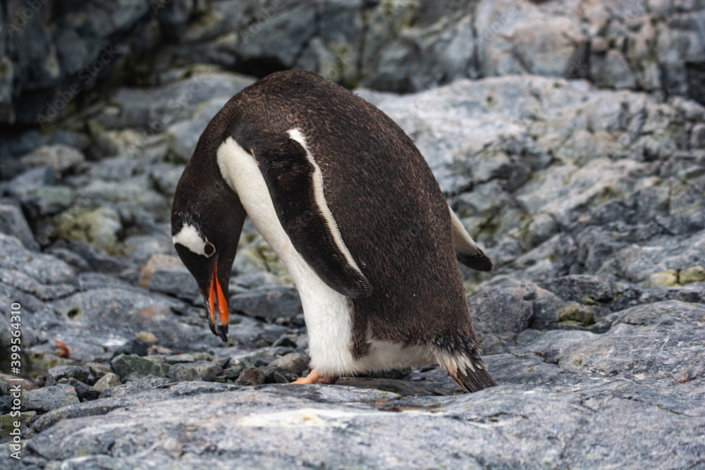 Fototapeta premium cute penguin