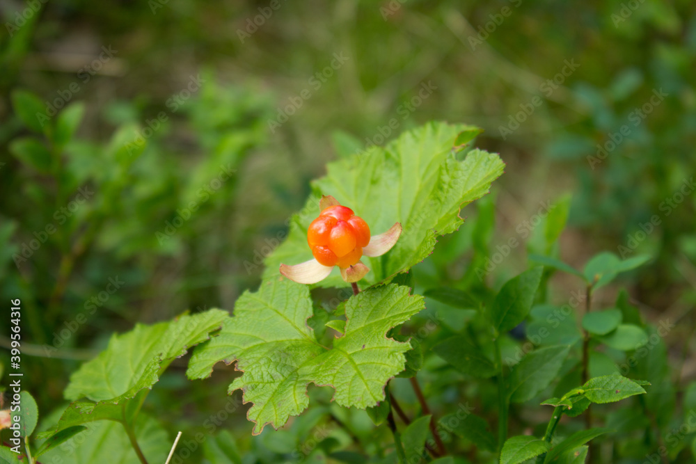 One Cloudberry growing in mountains near Hemsedal Buskerud Norway on background with leaves,scandinavian nature,traditional north berry,tasty dessert,norwegian christmas meal,vegetarian ingredient One Cloudberry growing in mountains near Hemsedal Buskerud Norway on background with leaves,scandinavian nature,traditional north berry,tasty dessert,norwegian christmas meal,vegetarian ingredient
