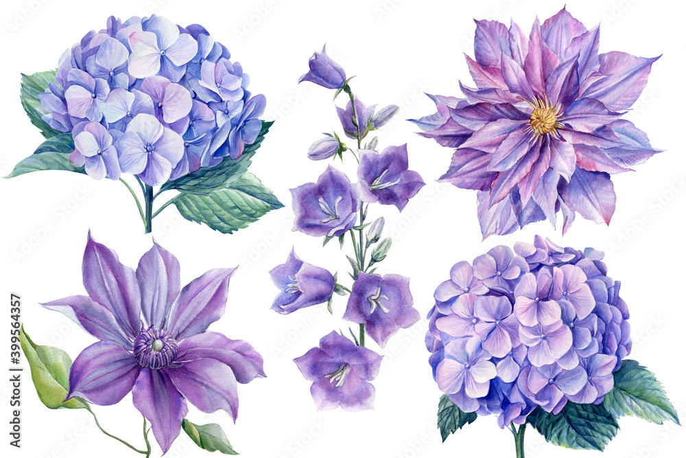 Set of flowers blue bellflower, clematis, hydrangea, watercolor botanical illustration