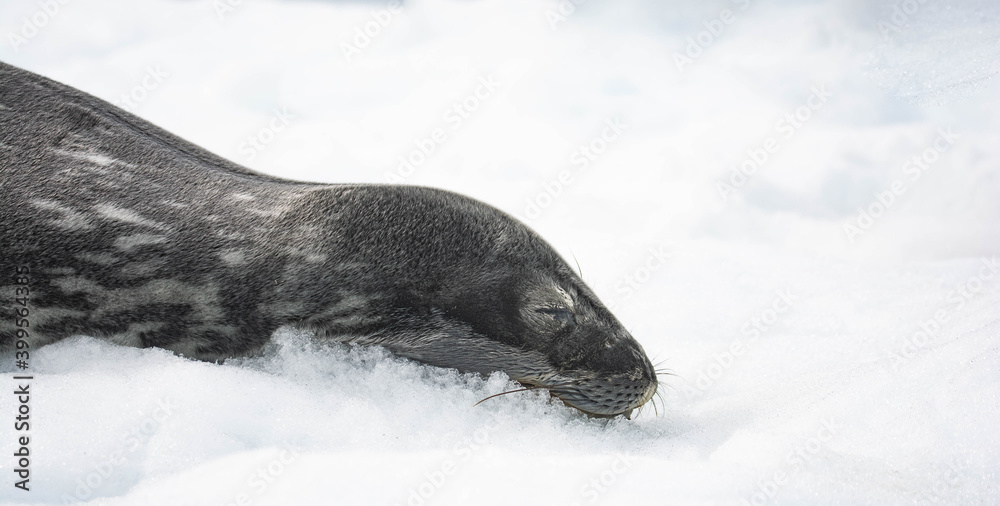 Obraz premium seal on the ice