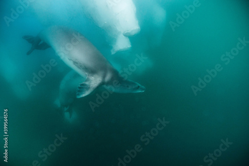 seal and iceberg underwater