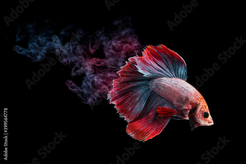 color fish jumping out of water splash on black background