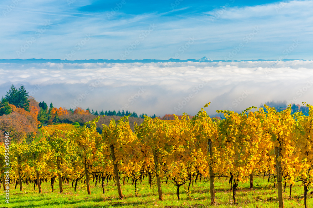 Autumn in Dundee Hills Wine Country
