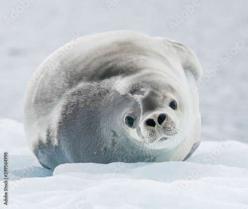 seal on the ice