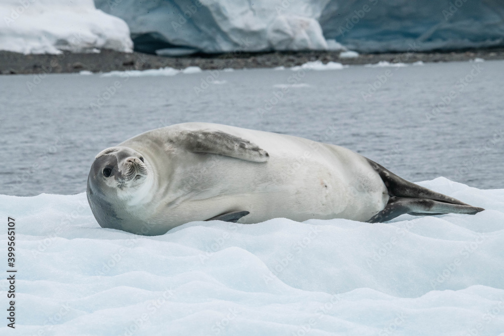 Fototapeta premium seal on the ice