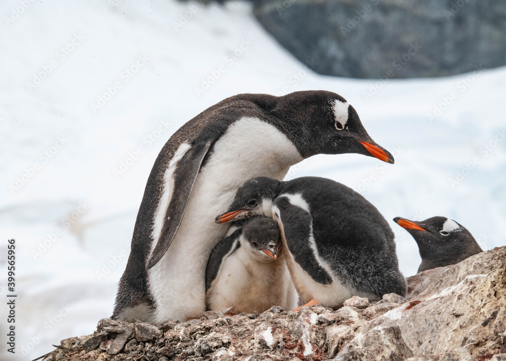 Naklejka premium cute penguin family