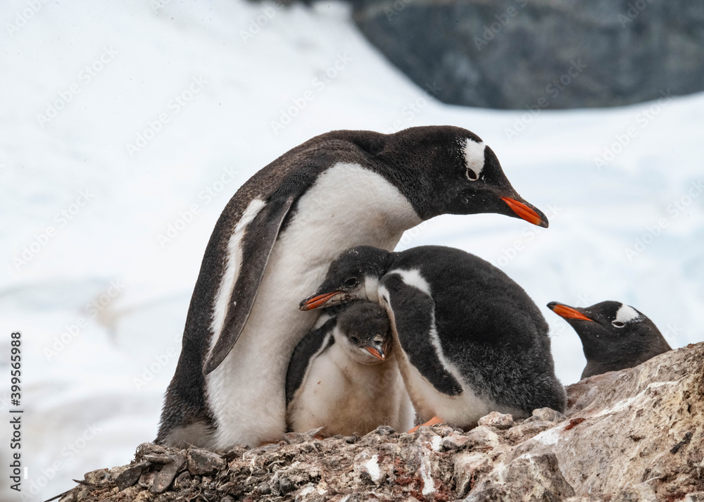 Fototapeta premium cute penguin family