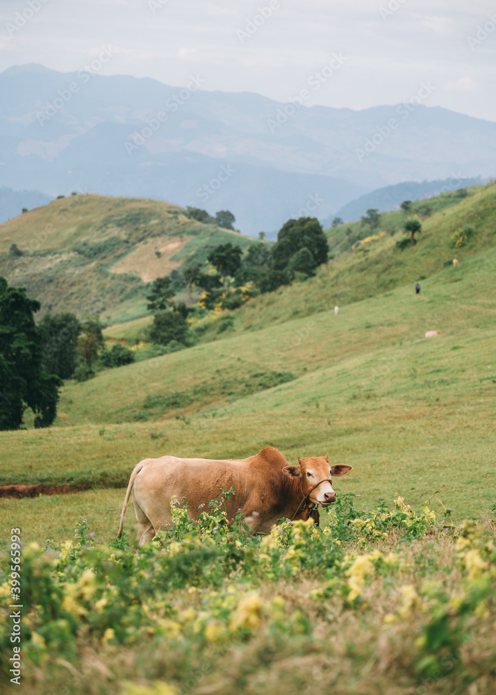 Brown cow grazing on hill in countryside