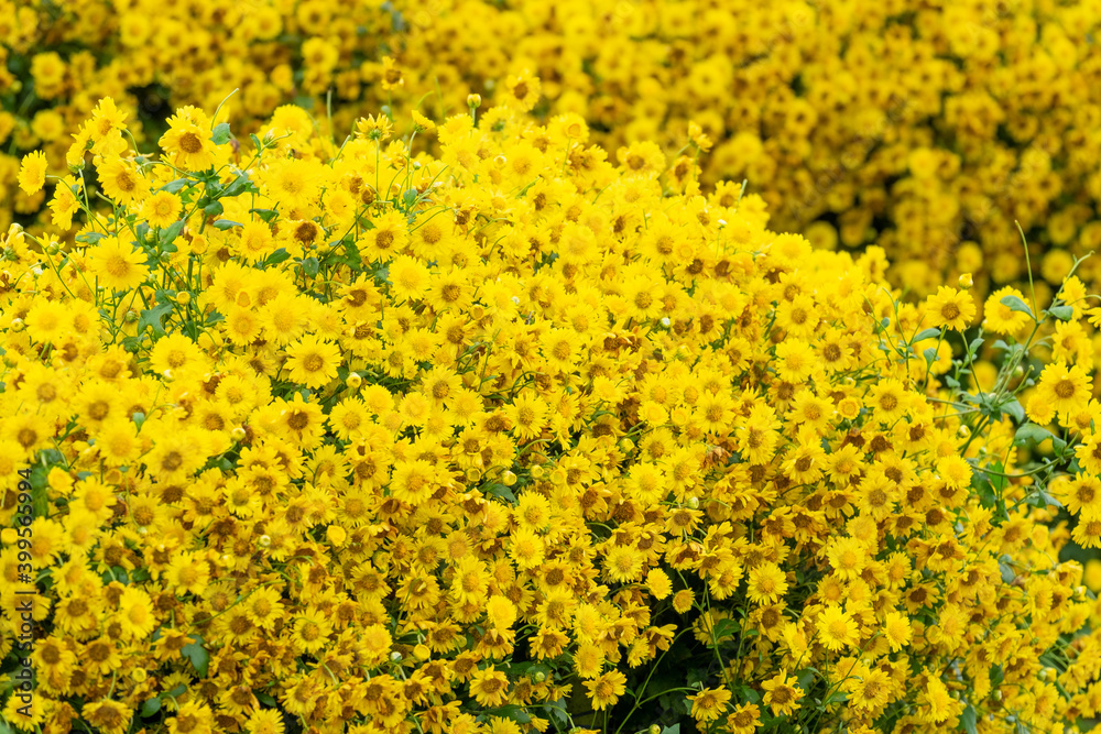 Yellow Chrysanthemum pattern background in farm Yellow Chrysanthemum pattern background in farm