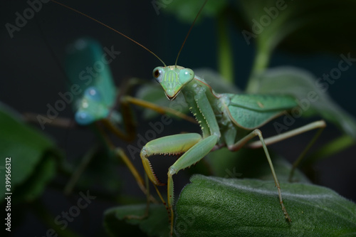mantis on a leaf