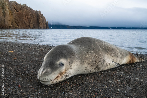 leopard seal