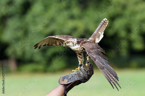 Tableau sur toile The saker falcon (Falco cherrug) portrait