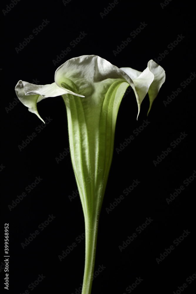 Obraz premium White bud of brugmansia flower isolated on black background, dark moody floral composition in baroque artistic rembrandt lighting style, fine art design