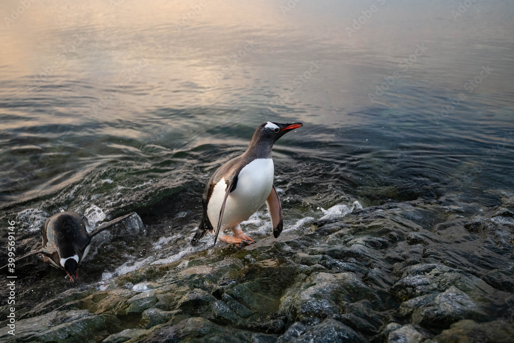 Fototapeta premium penguin on the rocks