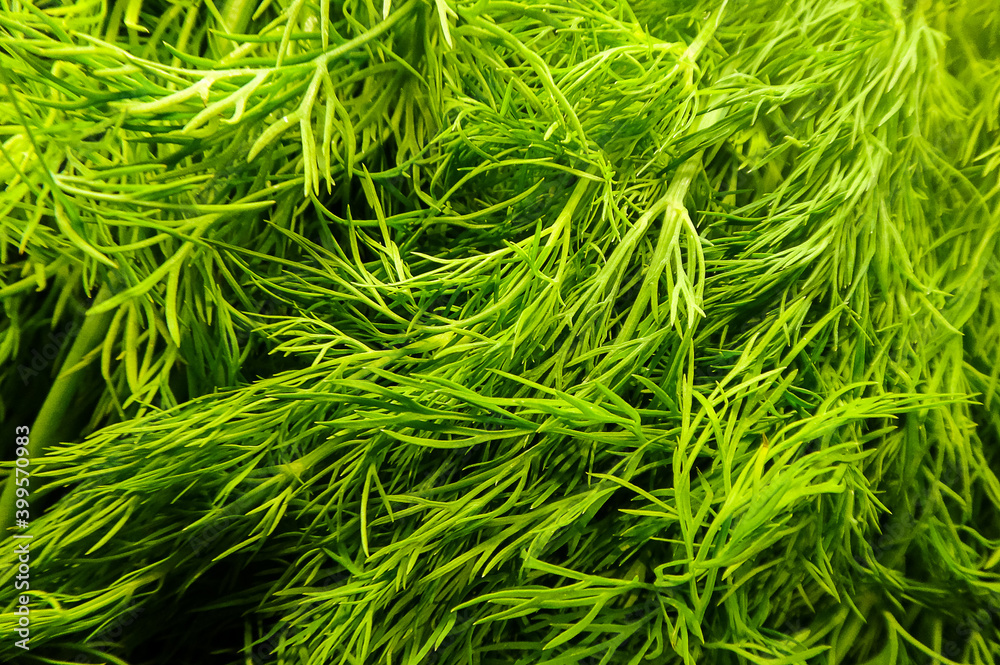 Raw Anethum graveolens or aromatic dill leaves showing fresh texture and crisp green color, versatile food ingredient used either fresh or dried in various dishes for its specific taste and aroma Raw Anethum graveolens or aromatic dill leaves showing fresh texture and crisp green color, versatile food ingredient used either fresh or dried in various dishes for its specific taste and aroma