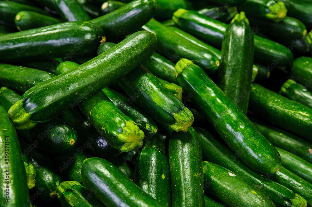 Fresh and shiny zucchinis or courgettes known also as summer squash, a delicious vegetable consumed either raw in salads or cooked, extremely versatile, tender and easy to include in many light dishes Fresh and shiny zucchinis or courgettes known also as summer squash, a delicious vegetable consumed either raw in salads or cooked, extremely versatile, tender and easy to include in many light dishes