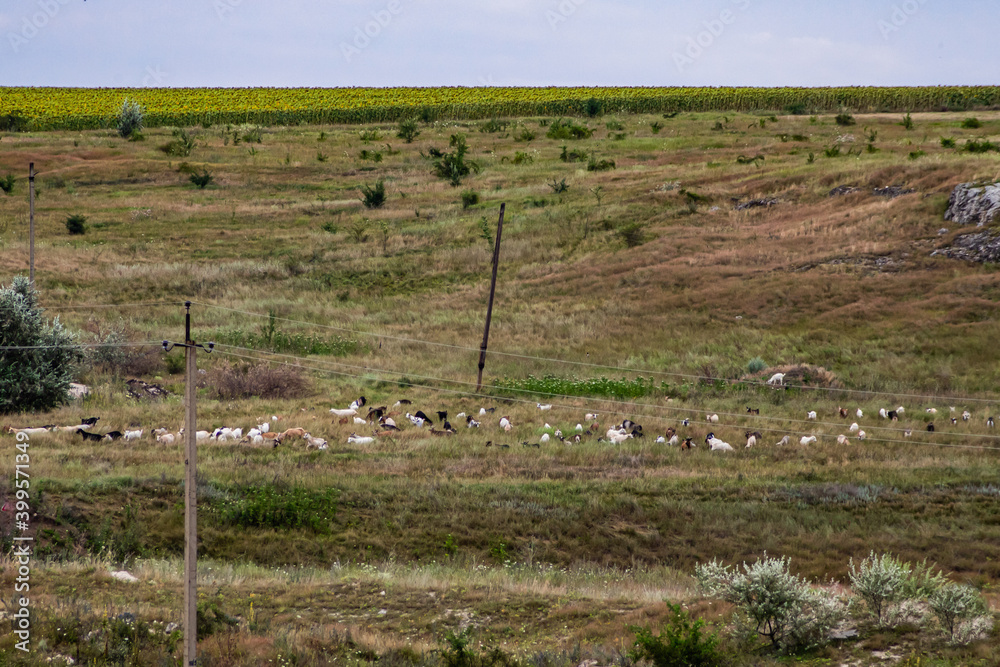 Moldova, summer 2020. Flock of sheep in the field