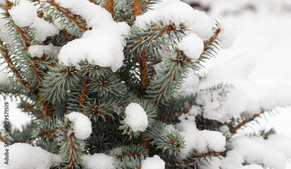 Spruce branches in the snow. Winter. December. January. February. Park, garden. 