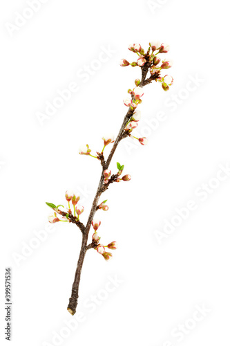 spring blooming twig with white buds on a white background