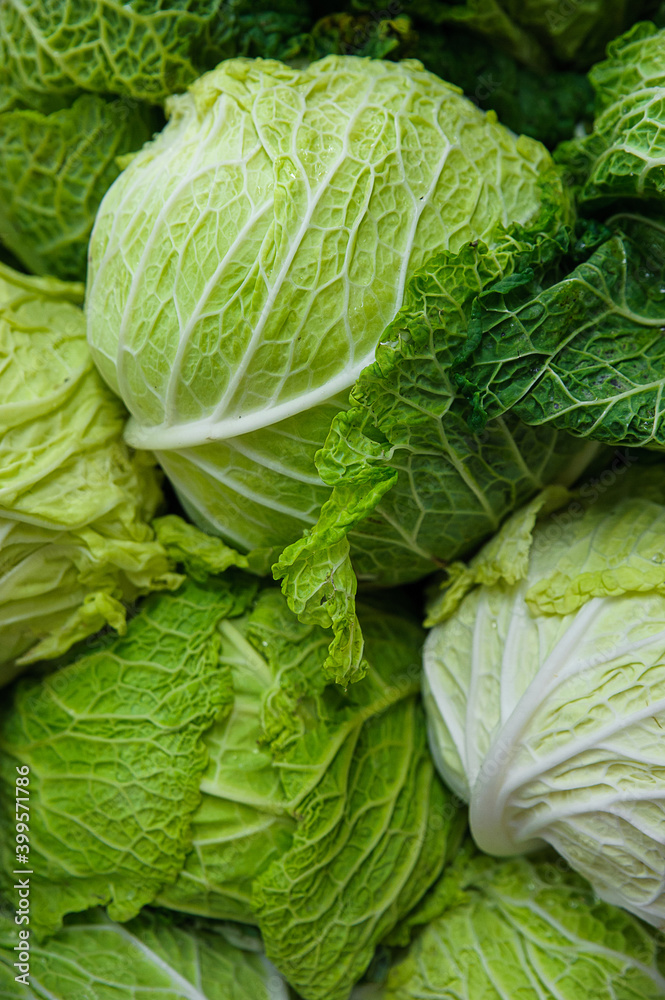 Wrinkled and tender Savoy cabbage heads at the Farmer's Market, European variety of Brassica oleracea, winter vegetable favored in cooked recipes as retains firm texture, beautiful color, fresh taste Wrinkled and tender Savoy cabbage heads at the Farmer's Market, European variety of Brassica oleracea, winter vegetable favored in cooked recipes as retains firm texture, beautiful color, fresh taste