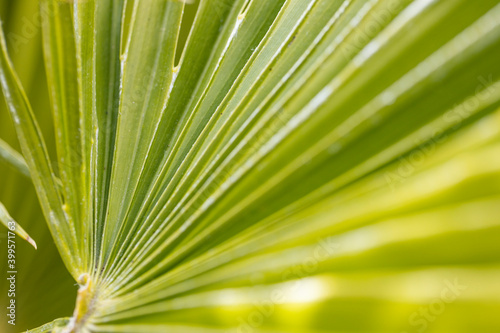 Large green leaf with great bokeh in the background. perfect for images of wellness and relaxation for beneficial use