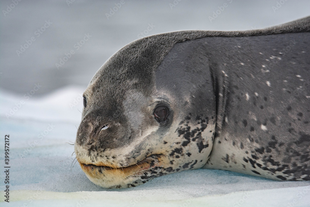 Fototapeta premium leopard seal Antarctica