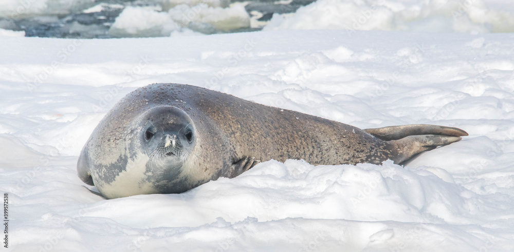 Obraz premium seal on the ice antarctica