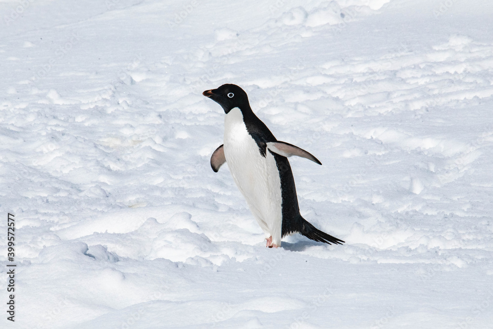 Fototapeta premium antarctic penguin