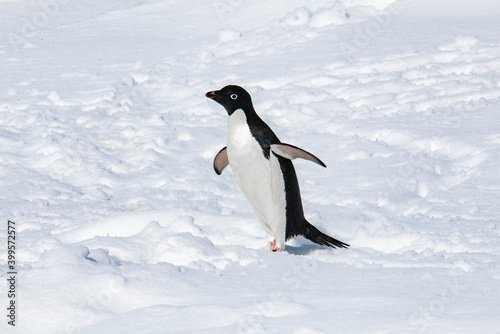 antarctic penguin