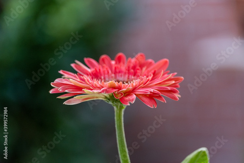 Close up of a pink gerbera flower. High quality photo