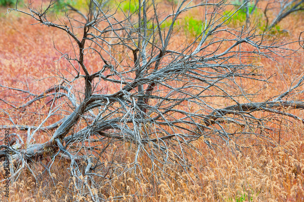 Fototapeta premium Close up of natural vegetation in John Day Fossil Beds