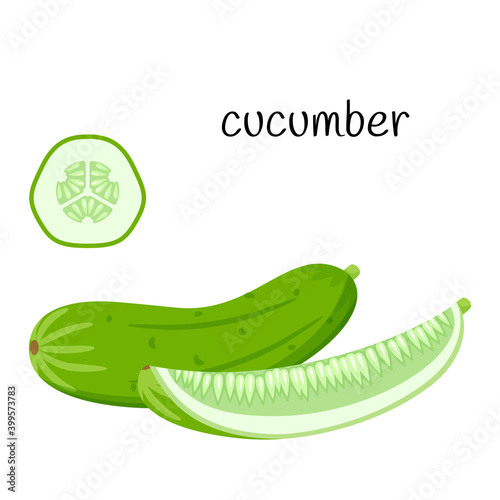 Fresh cucumber. Whole, quarter and slice in cross section. Vegetable, ingredient, the element of packaging design for food, recipes, menus. Isolated on a white vector illustration in a flat style.