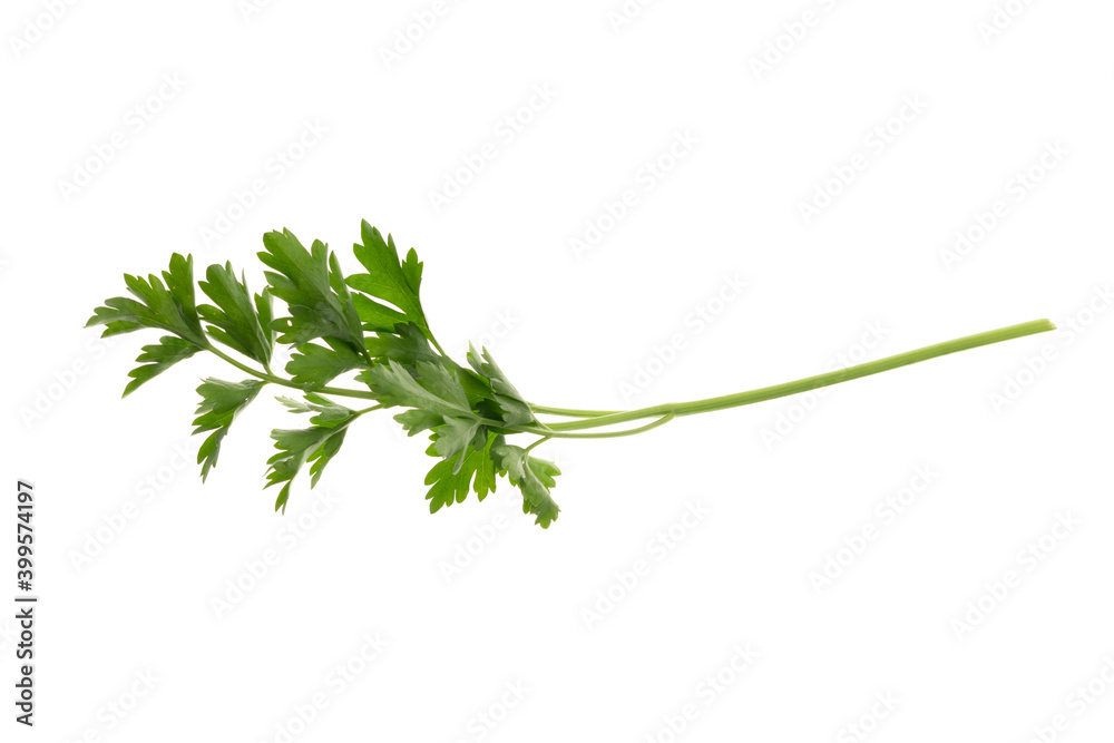fresh bunch of parsley green isolated on white background fresh bunch of parsley green isolated on white background