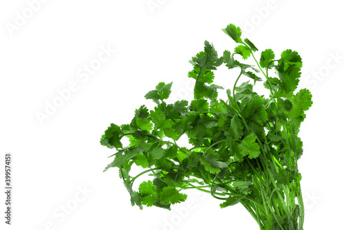 fresh bunch of parsley green isolated on white background