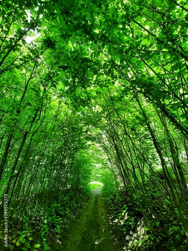 Narrow path in the summer forest with green trees.