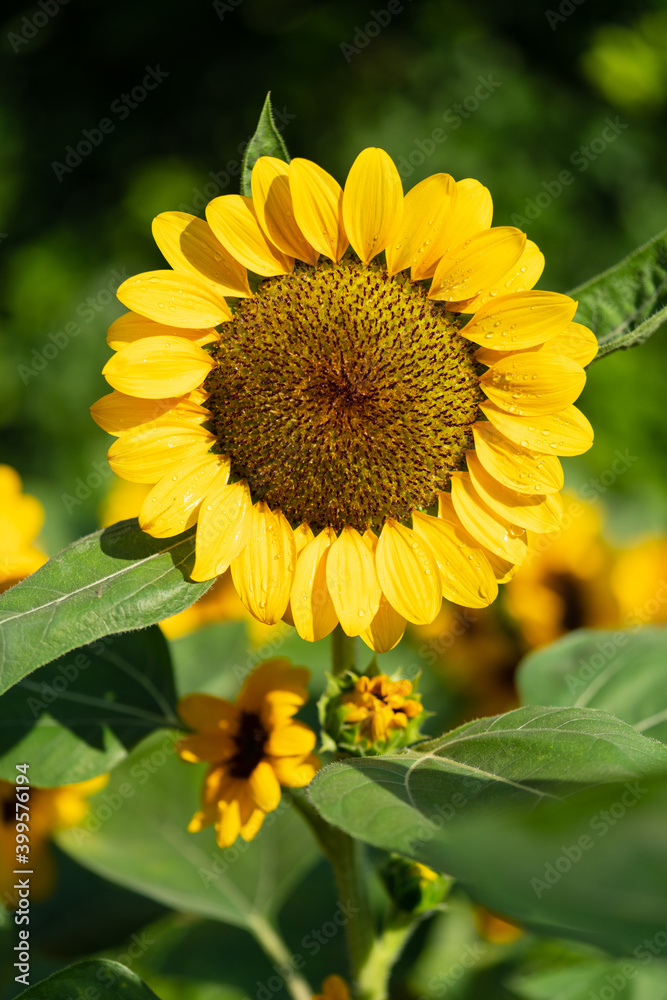 Naklejka premium Sunflower natural background. Sunflower blooming