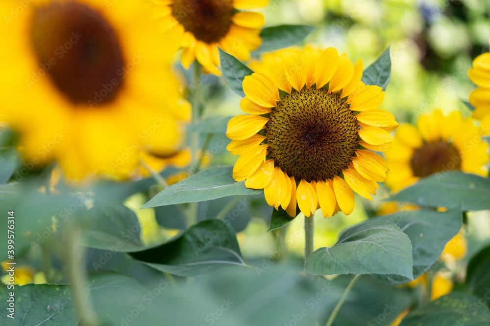 Fototapeta premium Sunflower natural background. Sunflower blooming