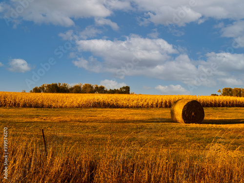 bales in the field