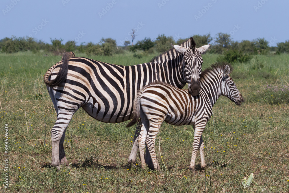 Mother watching and caring for young zebra foal in Kruger National Park, South Africa Mother watching and caring for young zebra foal in Kruger National Park, South Africa