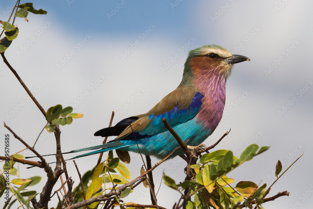 A colorful lilac-breasted roller (Coracias caudatus) with an insect in beak perching in a tree in Kruger National Park, South Africa