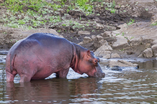 Hippo standing in a river having a drink of water in Kruger National Park, South Africa
