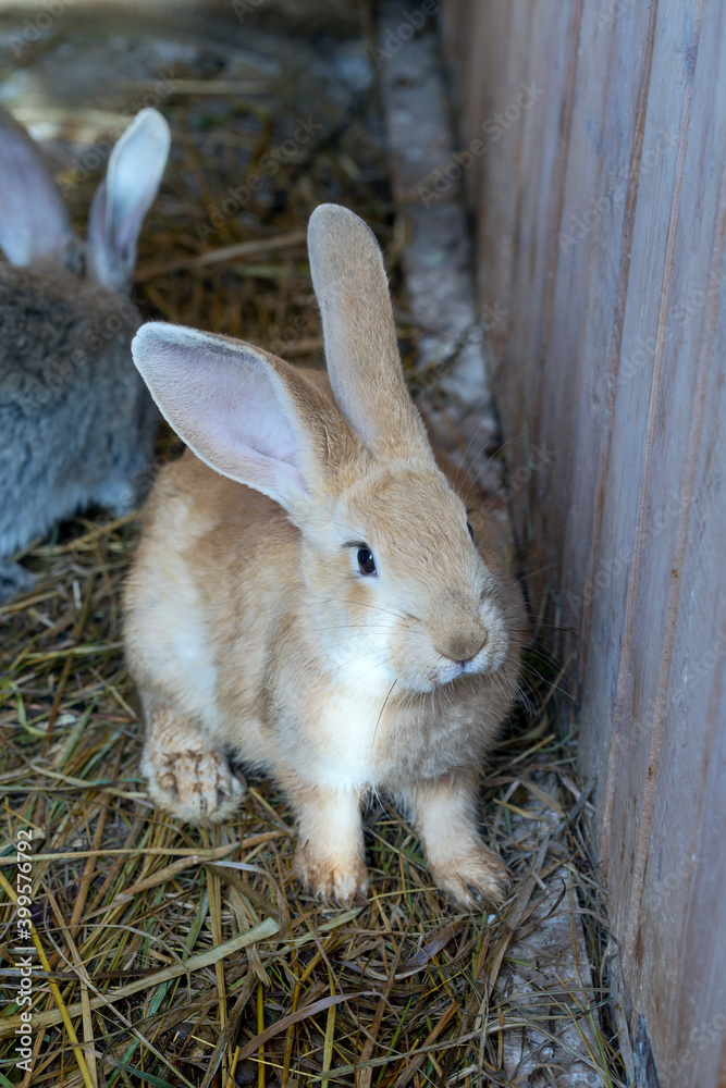 Fototapeta premium front view of a little cute rabbit in a cage on the hay