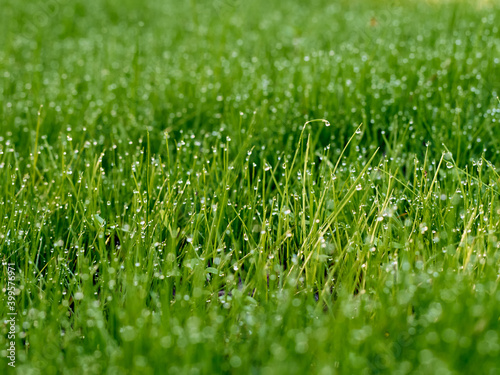 Drops of dew on the grass in defocus