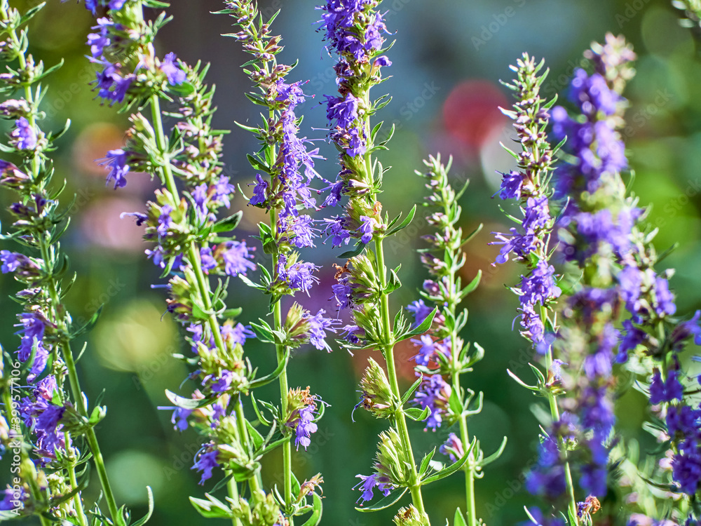 Purple flowers of hyssop (hyssopus officinalis)