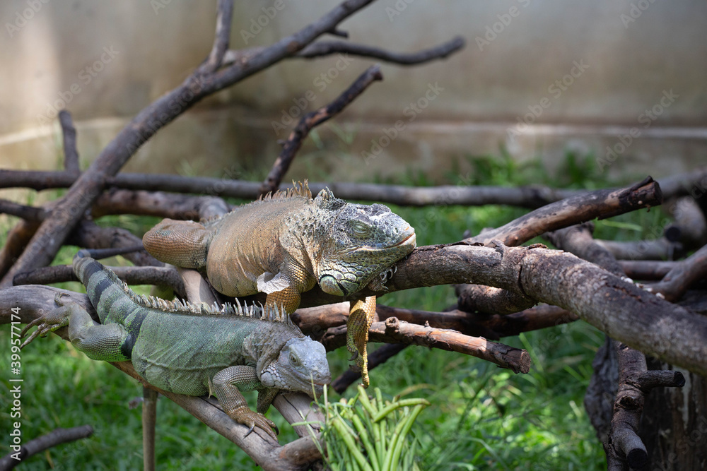 beautiful green chameleon in the zoo